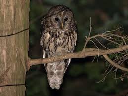 Attēlu rezultāti vaicājumam “Strix uralensis”