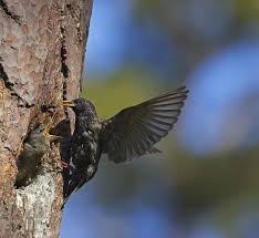 Attēlu rezultāti vaicājumam “Sturnus vulgaris nest”