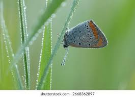 Attēlu rezultāti vaicājumam “Lycaena dispar”