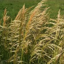 Attēlu rezultāti vaicājumam “Calamagrostis epigeios”