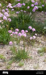 Image result for Grasnelke