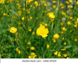 Attēlu rezultāti vaicājumam “Ranunculus auricomus”