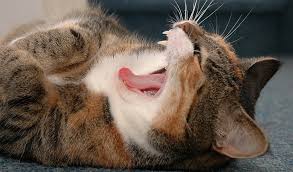 Image result for geeuw