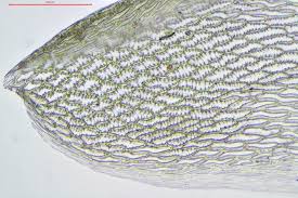 Attēlu rezultāti vaicājumam “Sphagnum tenellum”