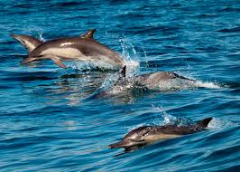 Afbeeldingsresultaat voor dolfijnen