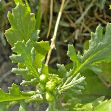 Attēlu rezultāti vaicājumam “Senecio vulgaris leaf”