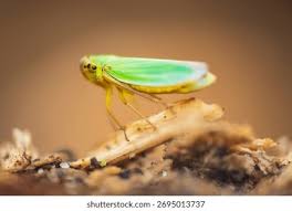 Attēlu rezultāti vaicājumam “Cicadella viridis”