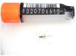 Attēlu rezultāti vaicājumam “Drepanosiphum platanoidis”