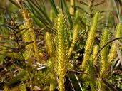 Attēlu rezultāti vaicājumam “Lycopodiella inundata”