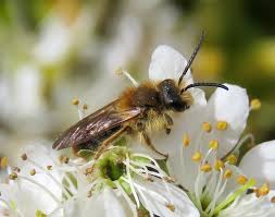 Attēlu rezultāti vaicājumam “Andrena haemorrhoa”