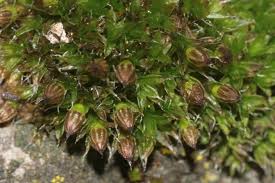 Attēlu rezultāti vaicājumam “Orthotrichum diaphanum”