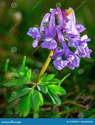 Attēlu rezultāti vaicājumam “Corydalis cava leaf”