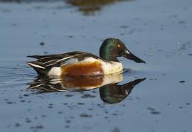 Attēlu rezultāti vaicājumam “Anas clypeata male”