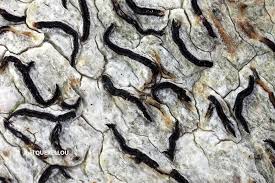 Attēlu rezultāti vaicājumam “Graphis scripta”