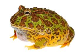 Image result for Ceratophrys ornata