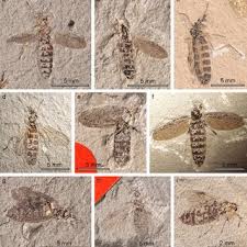 Attēlu rezultāti vaicājumam “Bibionidae female”