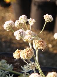 Attēlu rezultāti vaicājumam “Eriophorum latifolium flower”