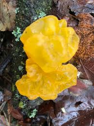 Attēlu rezultāti vaicājumam “Tremella mesenterica”