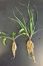 Attēlu rezultāti vaicājumam “Centaurea stoebe fruit”