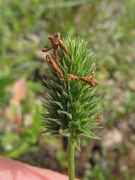Attēlu rezultāti vaicājumam “Trifolium montanum fruit”