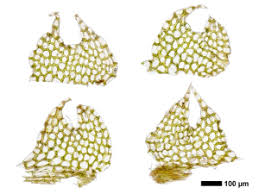 Attēlu rezultāti vaicājumam “Cephalozia loitlesbergeri”
