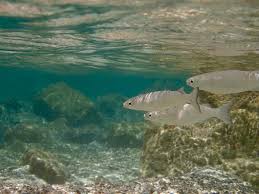 Image result for Mugil curema