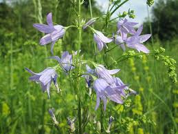 Image result for Campanula rapunculus