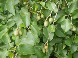 Attēlu rezultāti vaicājumam “Danthonia decumbens fruit”