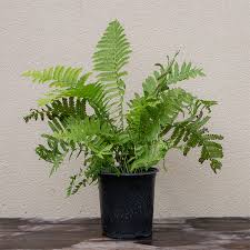 Attēlu rezultāti vaicājumam “Matteuccia struthiopteris”