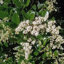 Attēlu rezultāti vaicājumam “Ligustrum vulgare”