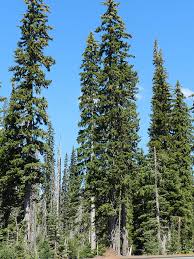 Attēlu rezultāti vaicājumam “Picea”