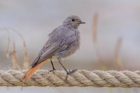 Attēlu rezultāti vaicājumam “Phoenicurus ochruros female”