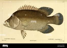 Image result for Lobotes surinamensis