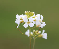 Attēlu rezultāti vaicājumam “Cardaminopsis arenosa leaf”
