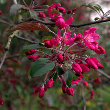 Attēlu rezultāti vaicājumam “Malus purpurea”