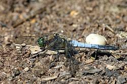 Attēlu rezultāti vaicājumam “Orthetrum cancellatum”