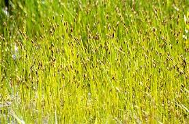 Attēlu rezultāti vaicājumam “Eleocharis uniglumis fruit”