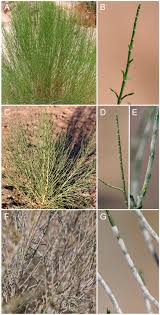 Attēlu rezultāti vaicājumam “Hygroamblystegium humile sporophyte”