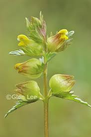 Attēlu rezultāti vaicājumam “Rhinanthus minor leaf”