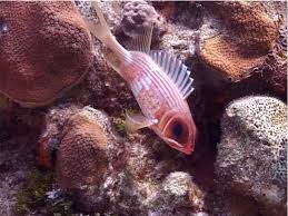 Image result for Holocentrus adscensionis