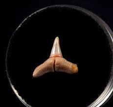 Image result for Carcharhinus limbatus