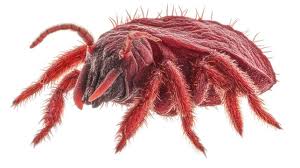 Attēlu rezultāti vaicājumam “Trombidiidae”