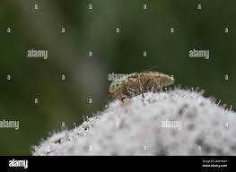 Attēlu rezultāti vaicājumam “Atylotus sp.”