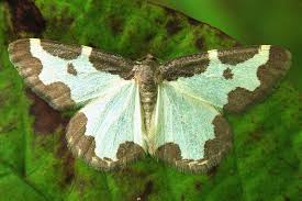 Attēlu rezultāti vaicājumam “Lomaspilis marginata”