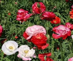 Image result for Papaver rhoeas 'Shirley'