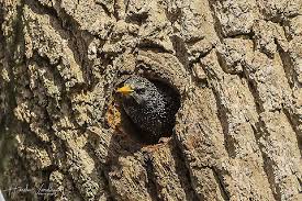 Attēlu rezultāti vaicājumam “Sturnus vulgaris nest”