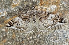 Attēlu rezultāti vaicājumam “Pareulype berberata”