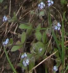Attēlu rezultāti vaicājumam “Myosotis ramosissima”