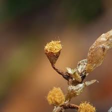 Attēlu rezultāti vaicājumam “Reticularia jurana spores”
