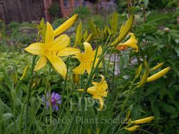 Attēlu rezultāti vaicājumam “Hemerocallis lilioasphodelus”